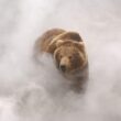 Photo du film Terre des ours