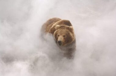 Photo du film Terre des ours