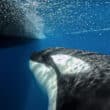 docu Espartes sea shepherd