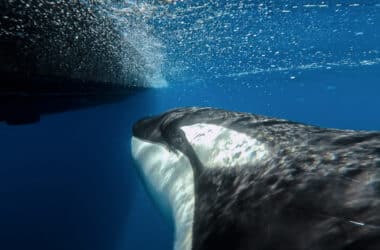 docu Espartes sea shepherd