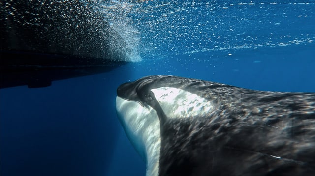 docu Espartes sea shepherd